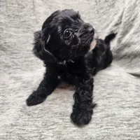 Mr Envy, a male Yorkipoo for sale in Wagener, SC – 2 of 10
