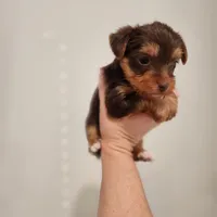 Hershey , a male Yorkshire Terrier for sale in Wagener, SC – Photo 4 of 8