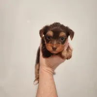 Hershey , a male Yorkshire Terrier for sale in Wagener, SC – Photo 3 of 8