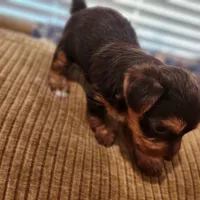 Hershey , a male Yorkshire Terrier for sale in Wagener, SC – Photo 6 of 8