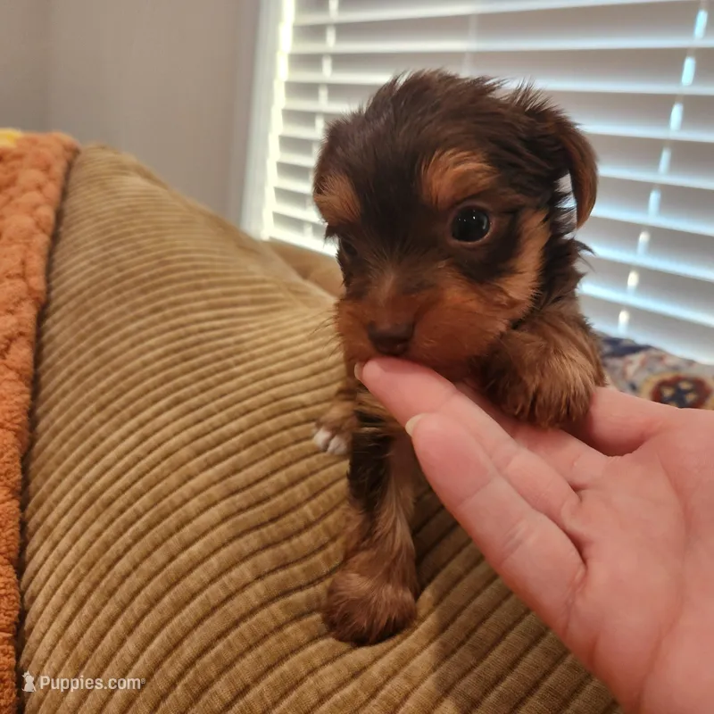 Hershey  – Yorkshire Terrier puppy for sale in Wagener, SC
