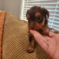 Hershey , a male Yorkshire Terrier for sale in Wagener, SC – Photo 1 of 8