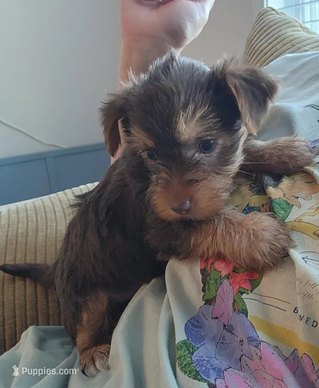 Hershey  – Yorkshire Terrier puppy on hold in Wagener, SC