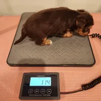 Hershey , a male Yorkshire Terrier for sale in Wagener, SC – Photo 8 of 8