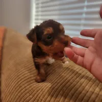 Hershey , a male Yorkshire Terrier for sale in Wagener, SC – Photo 5 of 8