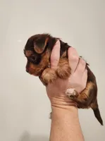 Hershey , a male Yorkshire Terrier for sale in Wagener, SC – Photo 2 of 8