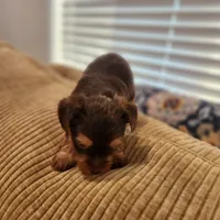 Hershey , a male Yorkshire Terrier for sale in Wagener, SC – Photo 7 of 8