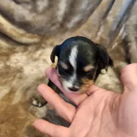Oliver, a male Morkie for sale in Wagener, SC – 2 of 10