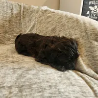 Coveted, a female Yorkipoo for sale in Wagener, SC – 7 of 10