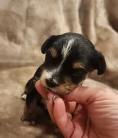 Oliver, a male Morkie for sale in Wagener, SC – 7 of 10