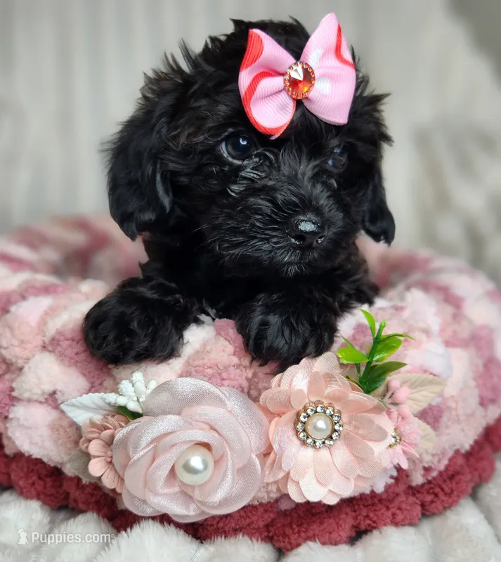 Daisy Mae – Yorkipoo puppy for sale in Wagener, SC