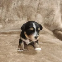 Oliver, a male Morkie for sale in Wagener, SC – 1 of 10
