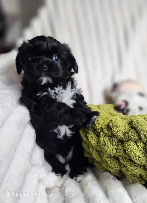 Pip – Yorkipoo puppy for sale in Wagener, SC