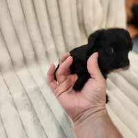 Black and white male, a male Yorkipoo for sale in Wagener, SC – 9 of 10