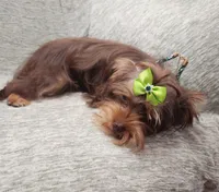 Penny Lane, a female Yorkshire Terrier for sale in Wagener, SC – 7 of 10