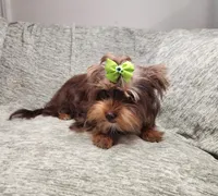 Penny Lane, a female Yorkshire Terrier for sale in Wagener, SC – 6 of 10