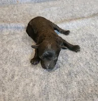 Black Beauty, a female Poodle - Toy  for sale in Wagener, SC – Photo 1 of 3