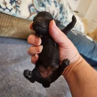 Black Beauty, a female Poodle - Toy  for sale in Wagener, SC – Photo 2 of 3