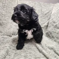 Pip, a male Yorkipoo for sale in Wagener, SC – 3 of 10
