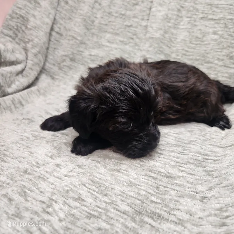 Dark Chocolate  – Yorkipoo puppy for sale in Wagener, SC