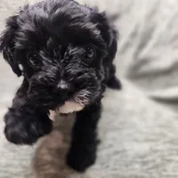 Mr Envy, a male Yorkipoo for sale in Wagener, SC – 8 of 10