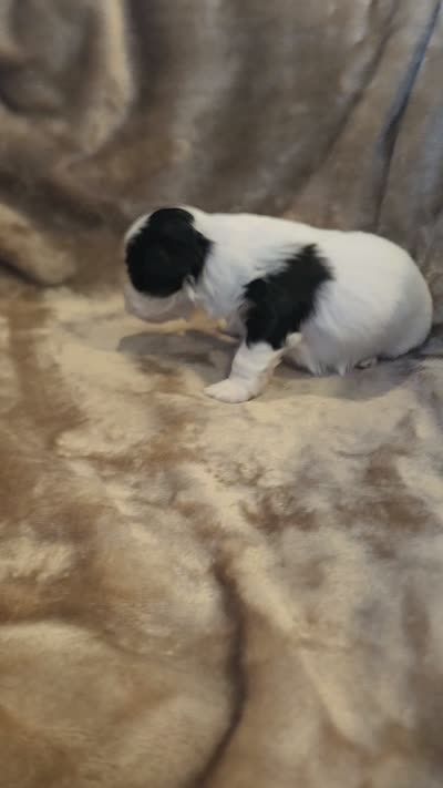 Tinker Bell, a female Morkie for sale in Wagener, SC – 10 of 10
