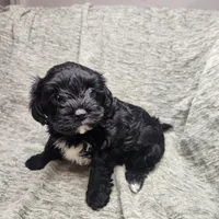 Pip, a male Yorkipoo for sale in Wagener, SC – 9 of 10