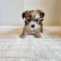 Morkie girl, a female Morkie for sale in Wagener, SC – Photo 5 of 10