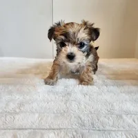 Morkie girl, a female Morkie for sale in Wagener, SC – Photo 1 of 10