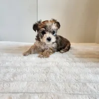 Morkie girl, a female Morkie for sale in Wagener, SC – Photo 3 of 10