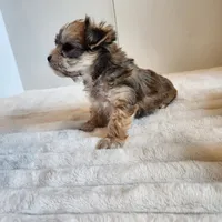 Morkie girl, a female Morkie for sale in Wagener, SC – Photo 8 of 10
