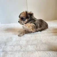 Morkie girl, a female Morkie for sale in Wagener, SC – Photo 4 of 10