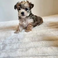 Morkie girl, a female Morkie for sale in Wagener, SC – Photo 6 of 10