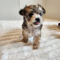 Morkie girl, a female Morkie for sale in Wagener, SC – Photo 7 of 10