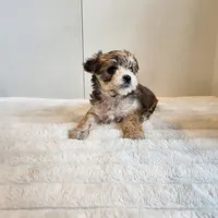 Morkie girl, a female Morkie for sale in Wagener, SC – Photo 2 of 10