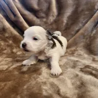 Olive, a female Morkie for sale in Wagener, SC – 3 of 10