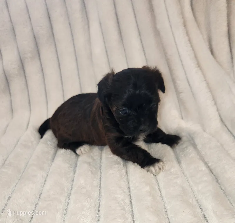 Beautiful dark chocolate girl – Yorkipoo puppy for sale in Wagener, SC