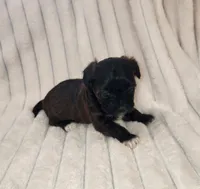 Beautiful dark chocolate girl, a female Yorkipoo for sale in Wagener, SC – 1 of 10