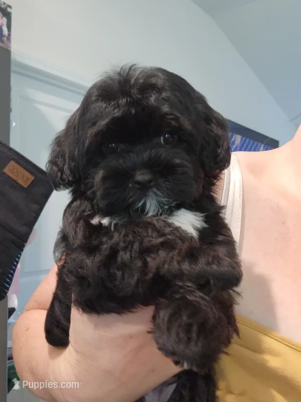 Pip – Yorkipoo puppy for sale in Wagener, SC