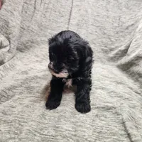 Sugar Lips, a female Yorkipoo for sale in Wagener, SC – 8 of 10