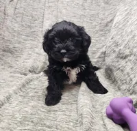 Pip, a male Yorkipoo for sale in Wagener, SC – 10 of 10