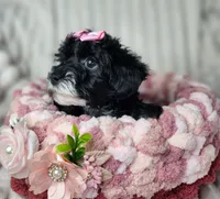 Lil Sugar Kisses, a female Yorkipoo for sale in Wagener, SC – 7 of 10