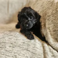 Coveted, a female Yorkipoo for sale in Wagener, SC – 5 of 10