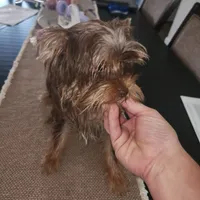 Beautiful chocolate yorkie girl, a female Yorkshire Terrier for sale in Wagener, SC – 3 of 6