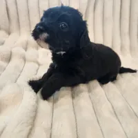 Black and white male, a male Yorkipoo for sale in Wagener, SC – 2 of 10
