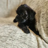 Coveted, a female Yorkipoo for sale in Wagener, SC – 4 of 10