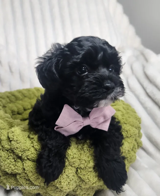 Sir Lancelot – Yorkipoo puppy for sale in Wagener, SC