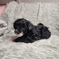 Sugar Lips, a female Yorkipoo for sale in Wagener, SC – 5 of 10