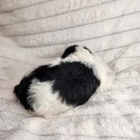 Parti boy, a male Poodle - Toy  for sale in Wagener, SC – Photo 10 of 10