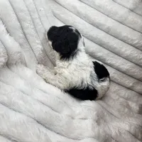 Parti boy, a male Poodle - Toy  for sale in Wagener, SC – Photo 2 of 10